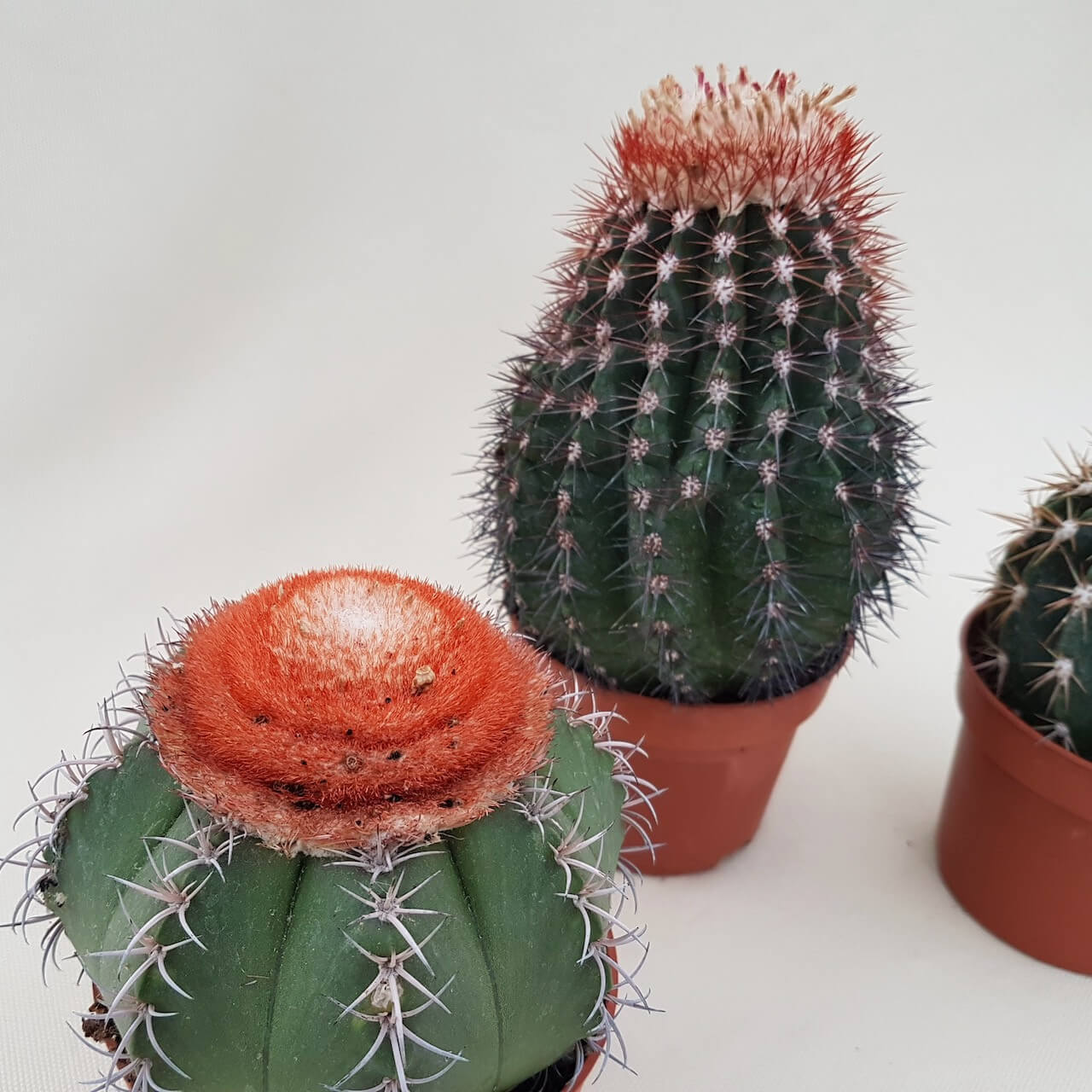 Mix 3 Melocactus Ø 10.5 cm
