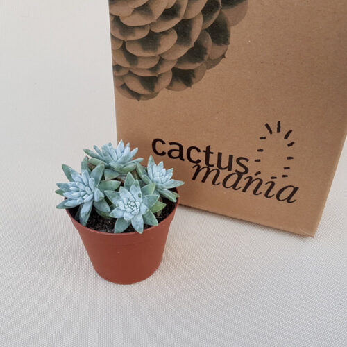 Dudleya greenei cv. White Sprite vaso Ø 7,5 | CactusMania