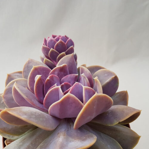 Echeveria Serena vaso Ø 14 | CactusMania
