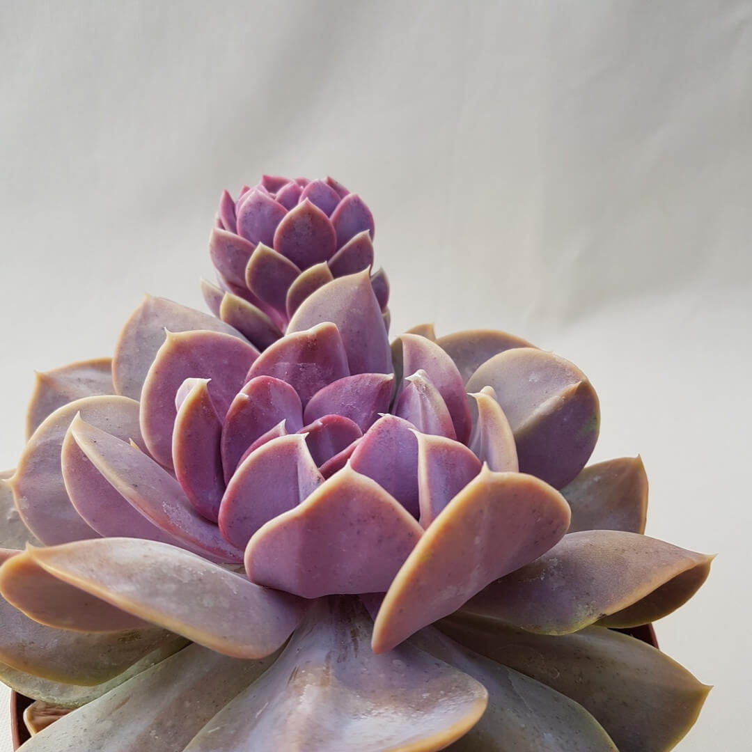 Echeveria Serena vaso Ø 14 | CactusMania