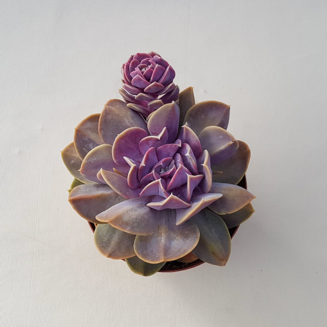 Echeveria Serena vaso Ø 14 | CactusMania
