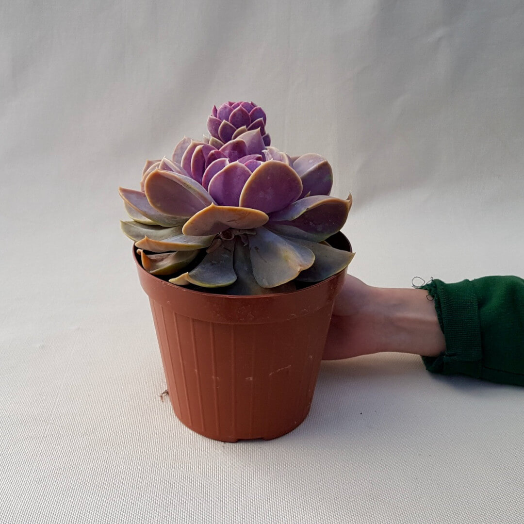 Echeveria Serena vaso Ø 14 | CactusMania
