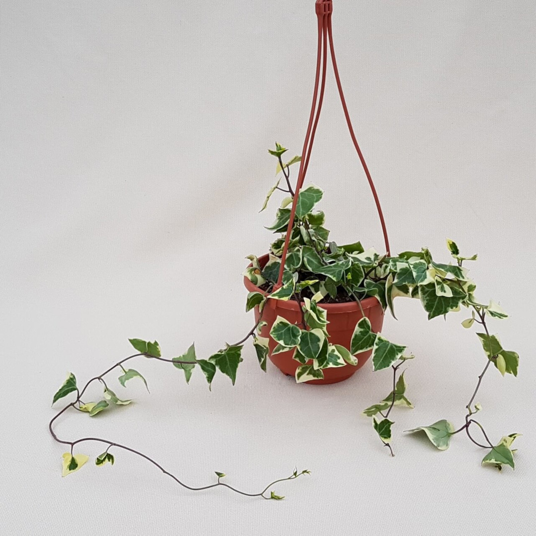 Senecio macroglossus vaso Ø 14 | CactusMania