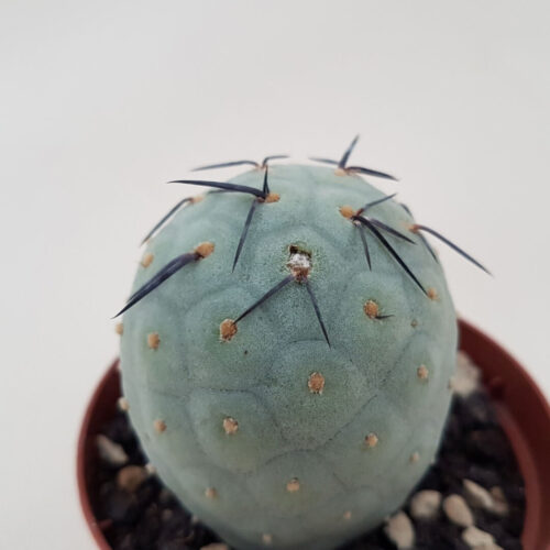 Tephrocactus geometricus 1 palla vaso Ø 8