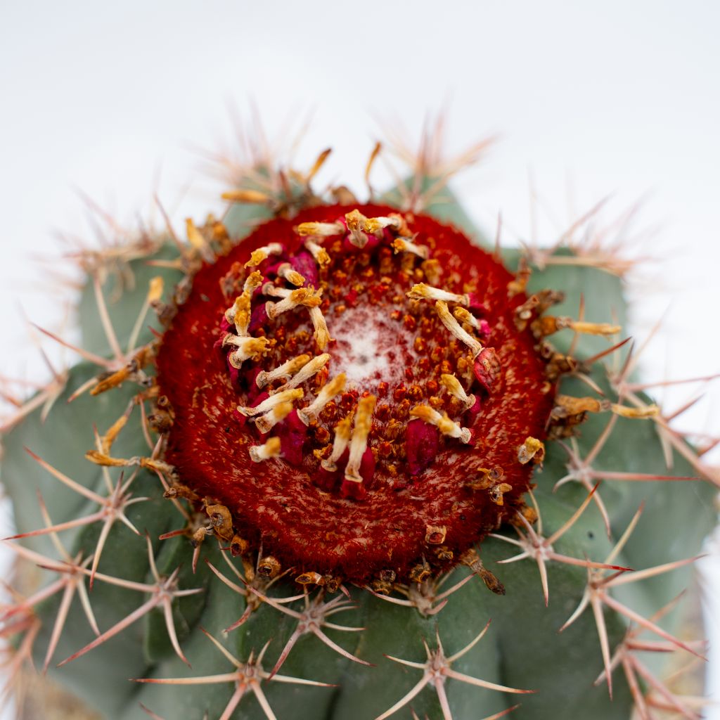 Melocactus bahiensis vaso Choco Ø 20