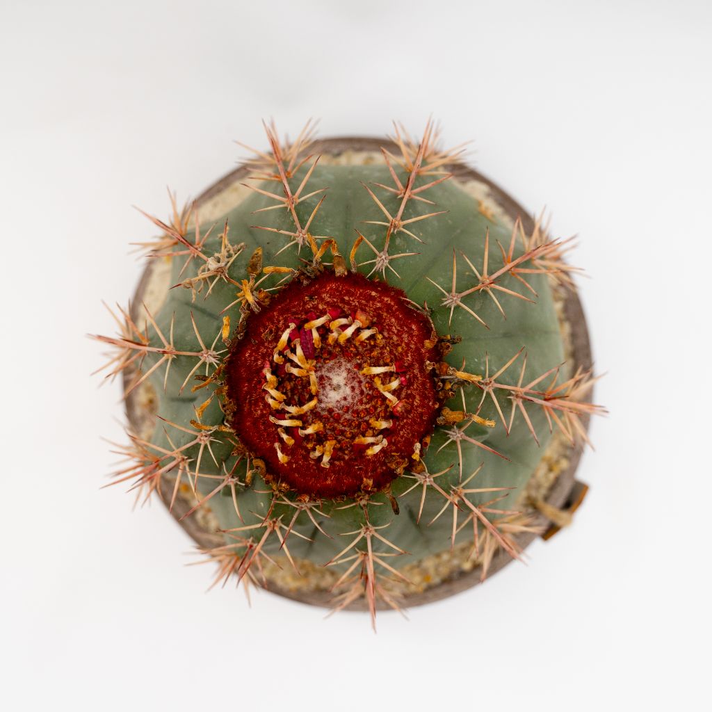 Melocactus bahiensis vaso Choco Ø 20