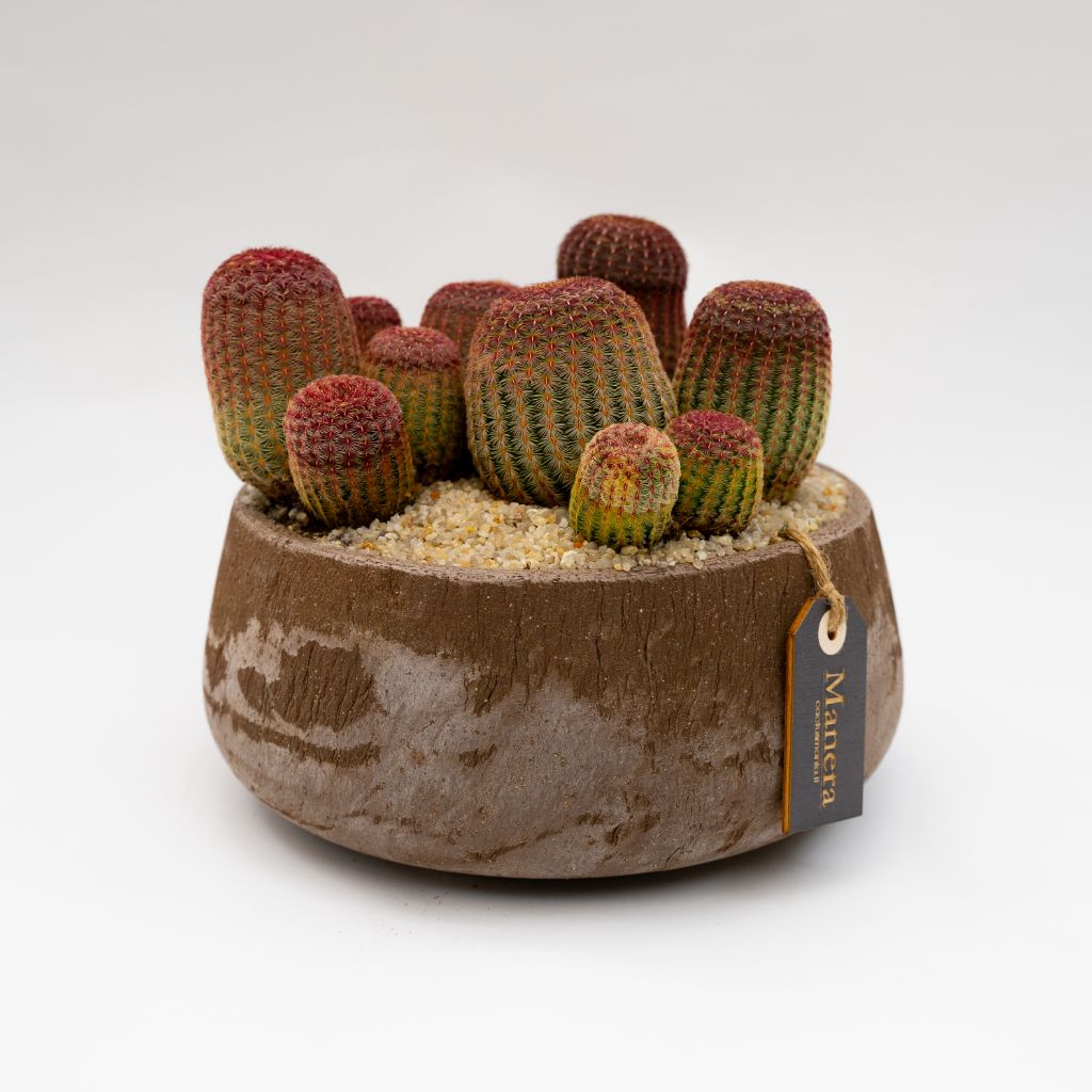 Echinocereus rigidissimus rubrispinus in vaso di terracotta
