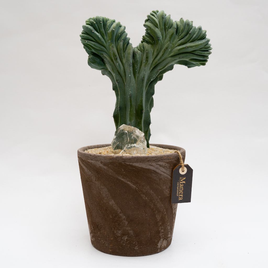 Myrtillocactus geometrizans forma cristata