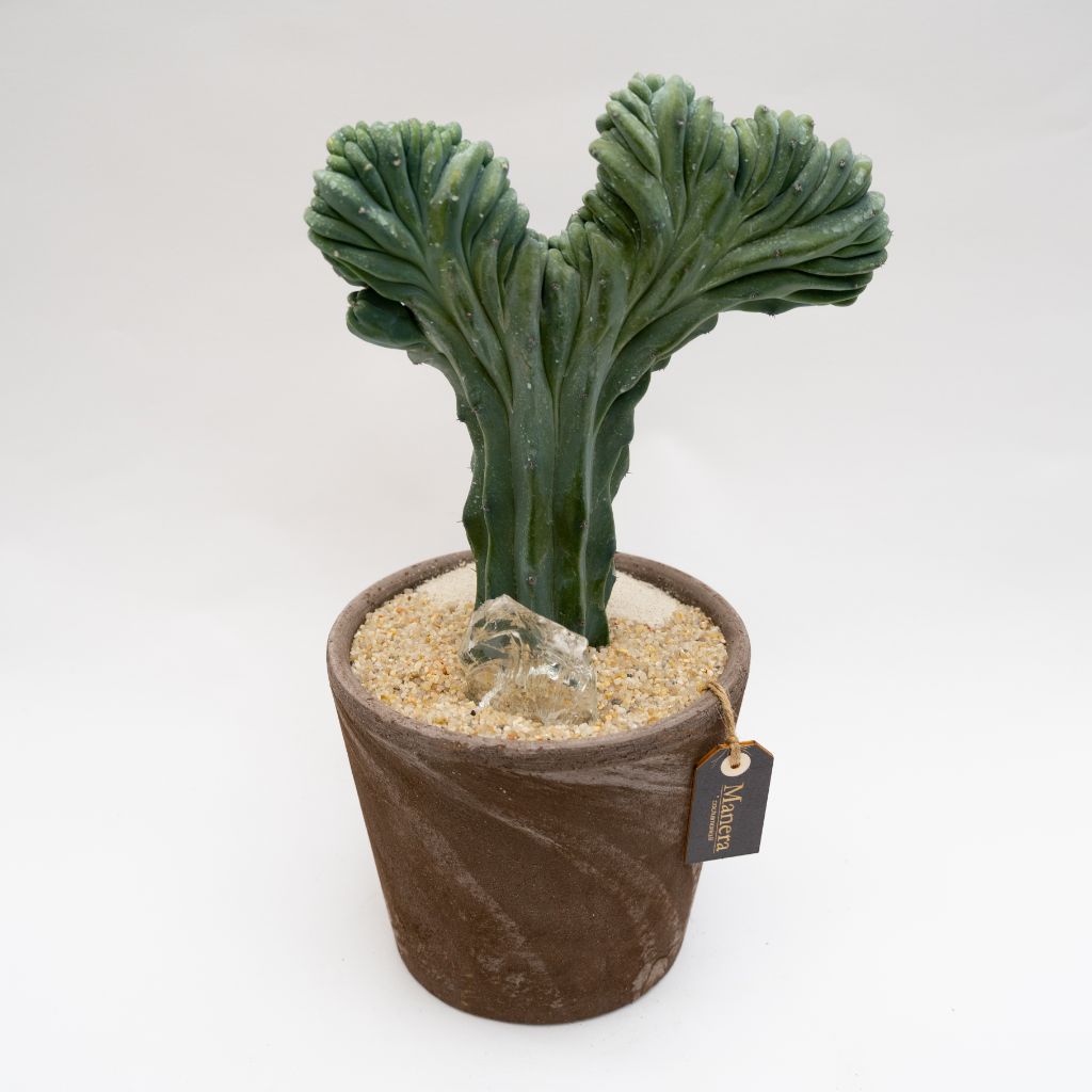 Myrtillocactus geometrizans forma cristata