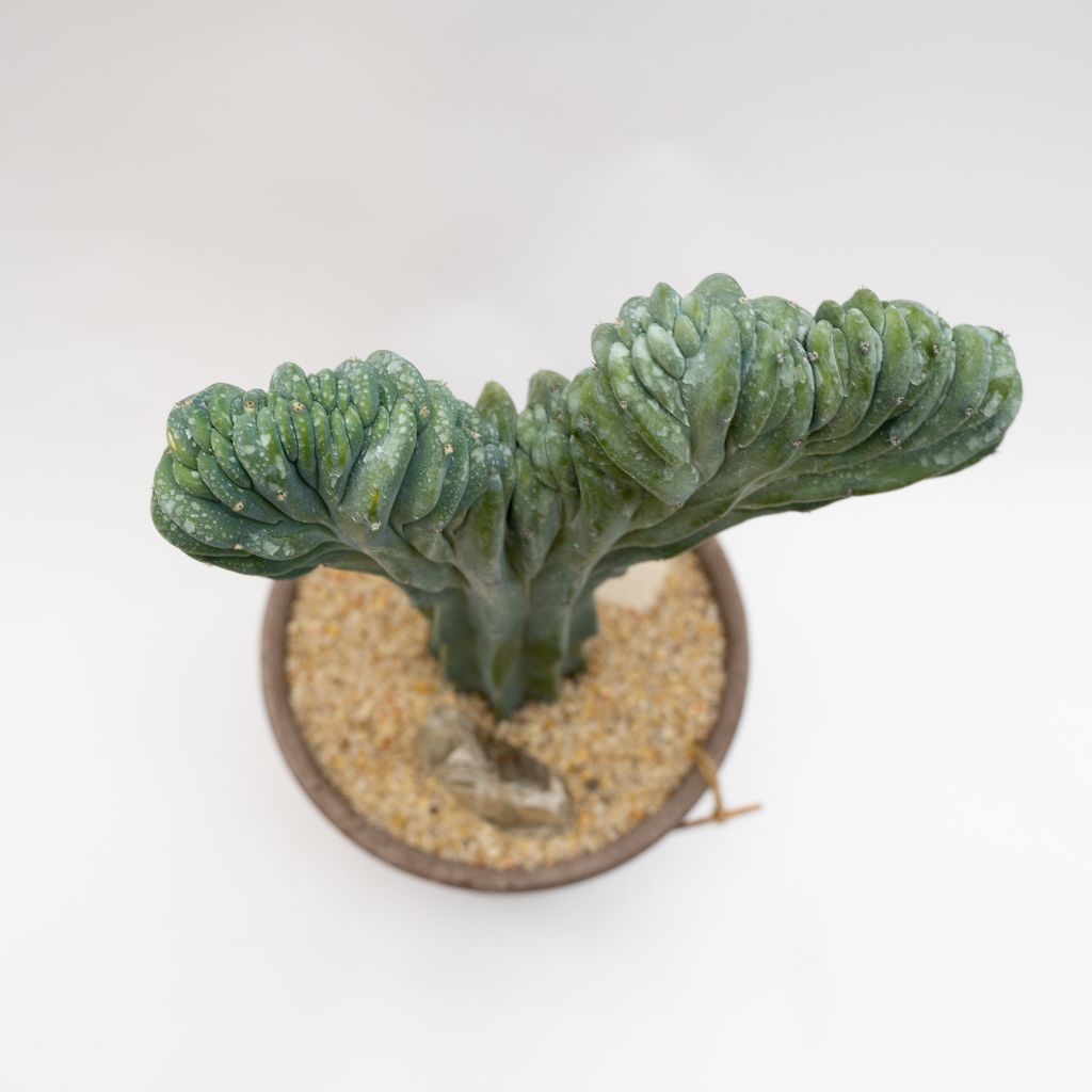 Myrtillocactus geometrizans forma cristata
