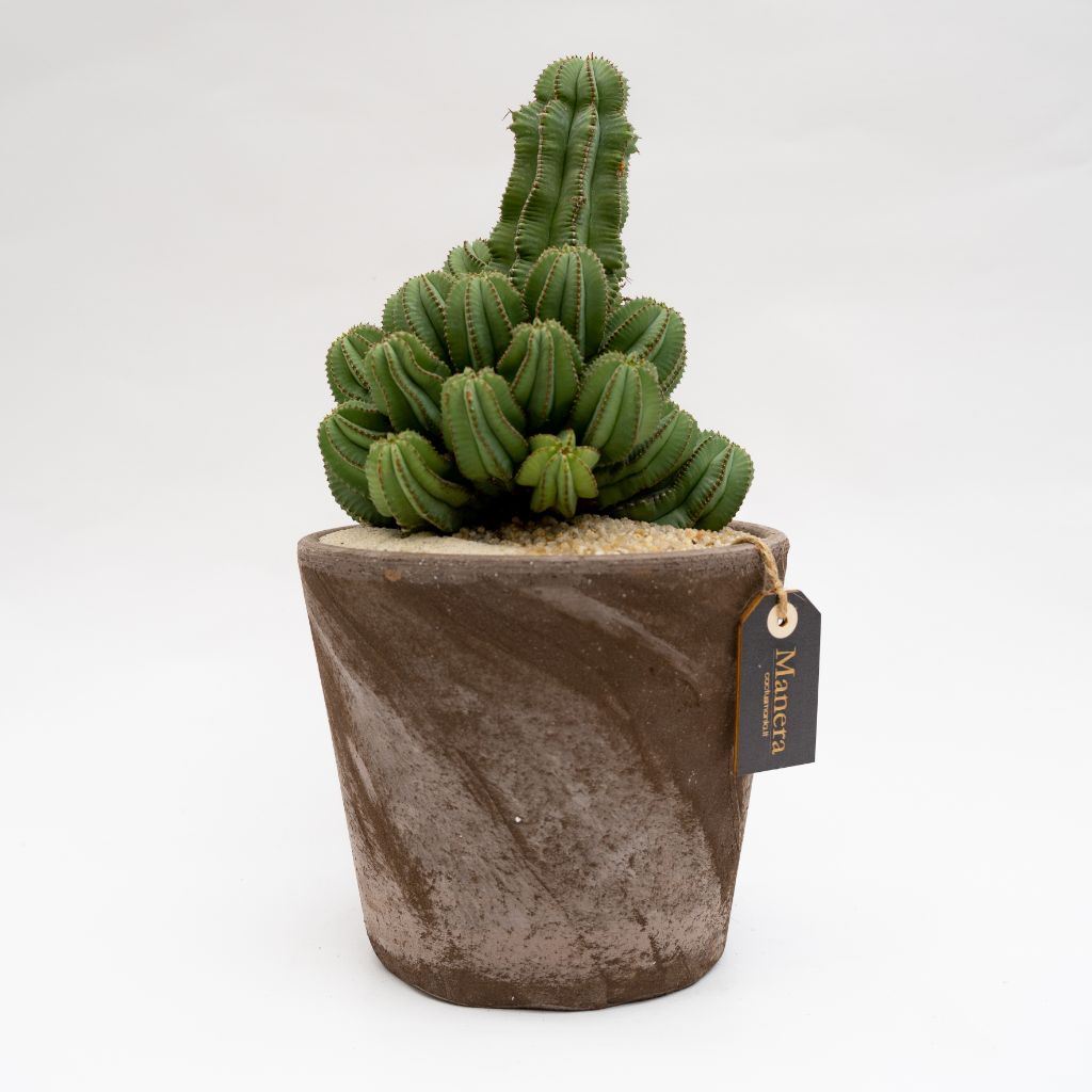 Euphorbia fruticosa inermis vaso Choco | Linea Manera