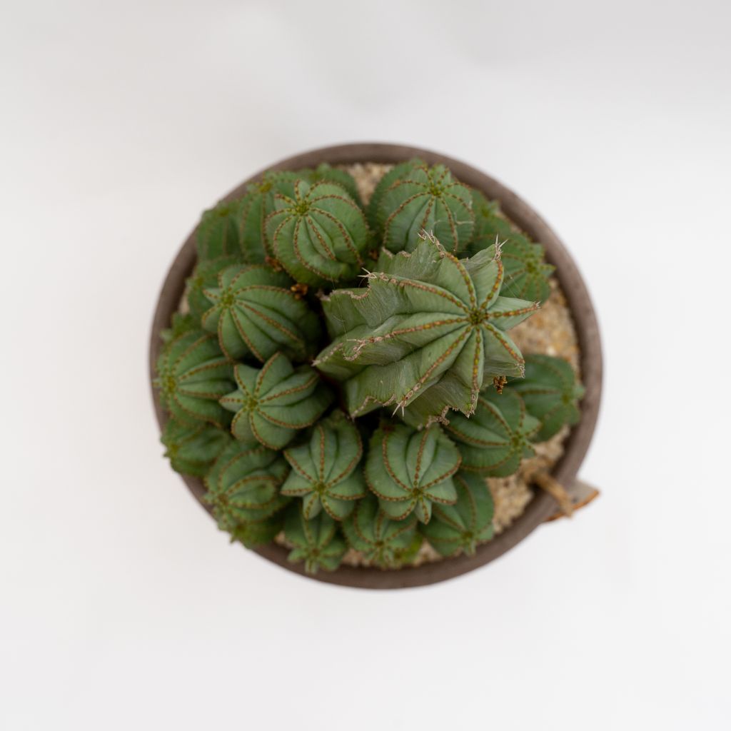 Euphorbia fruticosa inermis vaso Choco | Linea Manera