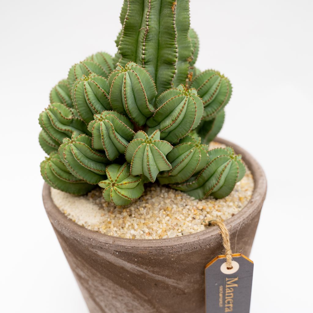 Euphorbia fruticosa inermis vaso Choco | Linea Manera