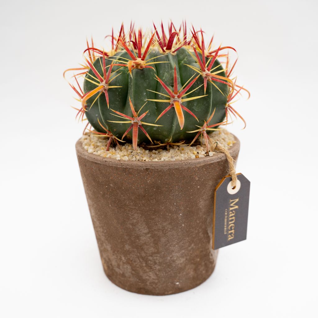 Ferocactus latispinus vaso Choco Ø 16 | Linea Manera