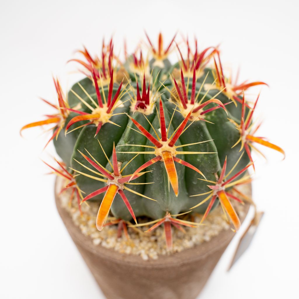 Ferocactus latispinus vaso Choco Ø 16 | Linea Manera Ferocactus latispinus vaso Choco Ø 16 | Linea Manera