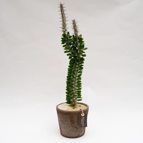 Alluaudia procera vaso in terracotta Choco small Ø 16