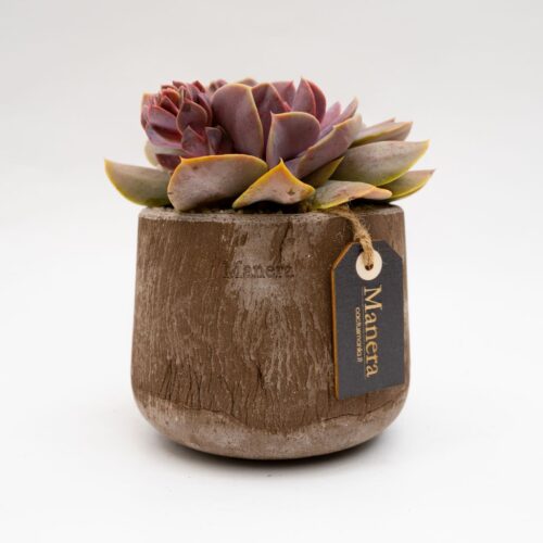Echeveria Serena vaso in terracotta Choco small Ø 14