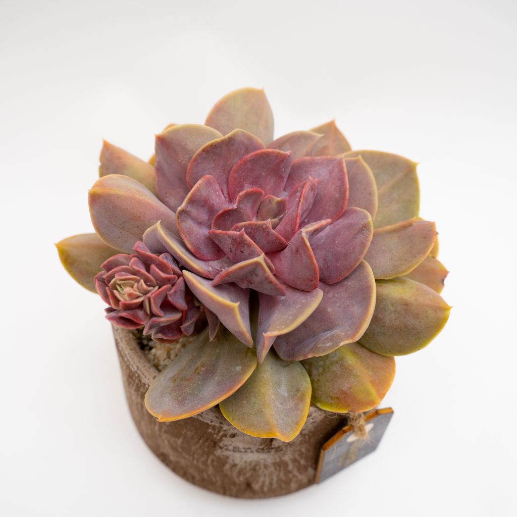 Echeveria Serena vaso in terracotta Choco small Ø 14