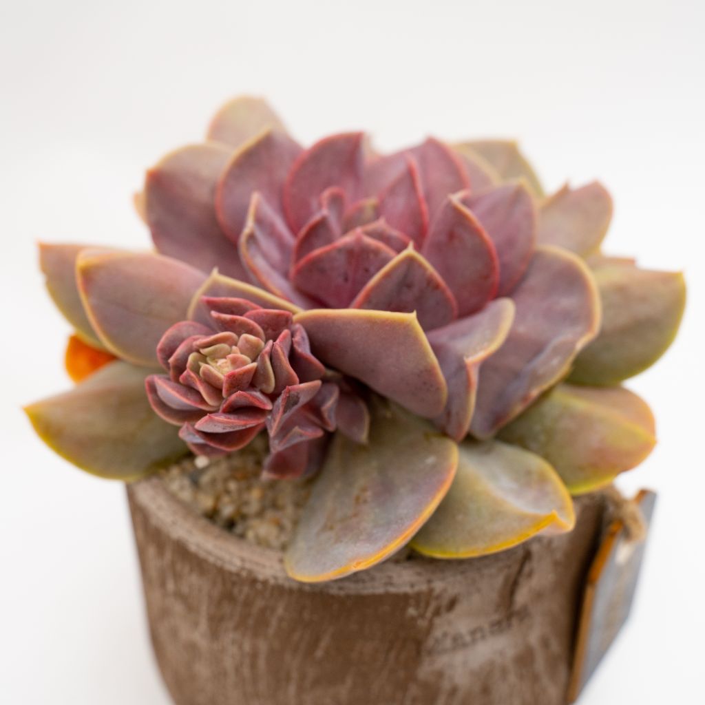 Echeveria Serena vaso in terracotta Choco small Ø 14