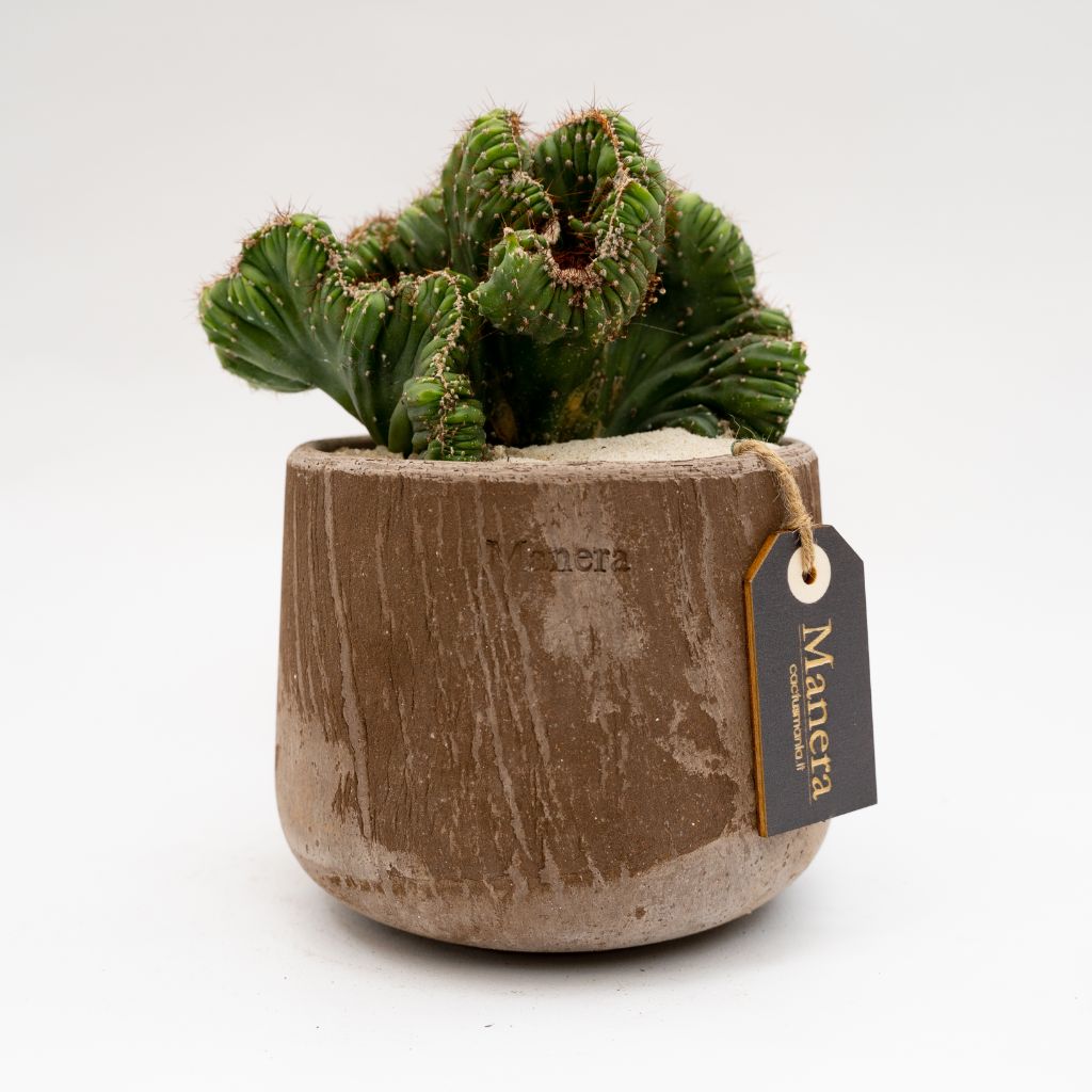 Cereus peruvianus coral crestato vaso Choco Manera Ø14
