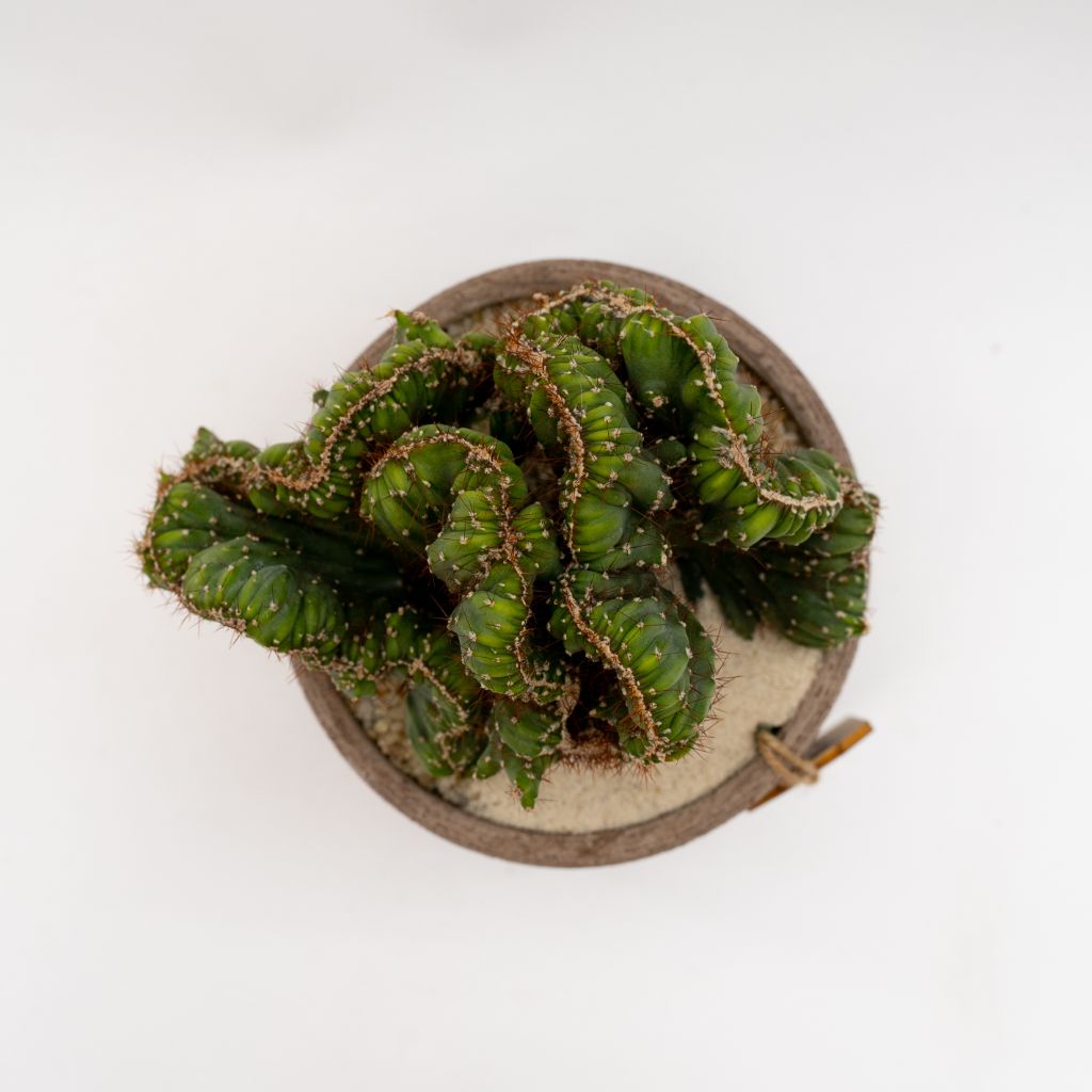 Cereus peruvianus coral crestato vaso Choco Manera Ø14