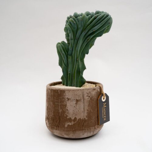 Myrtillocactus geometrizans forma cristata
