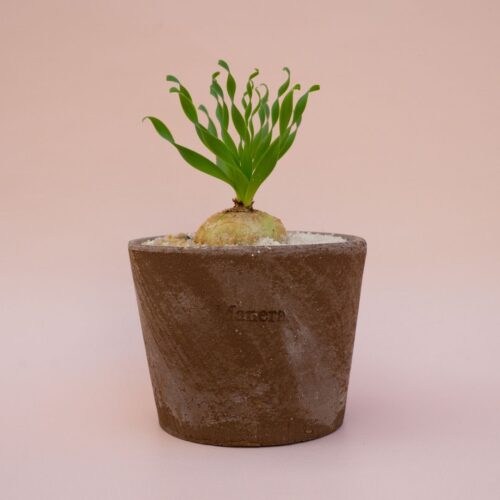 Albuca concordiana vaso in terracotta Choco small Ø 12