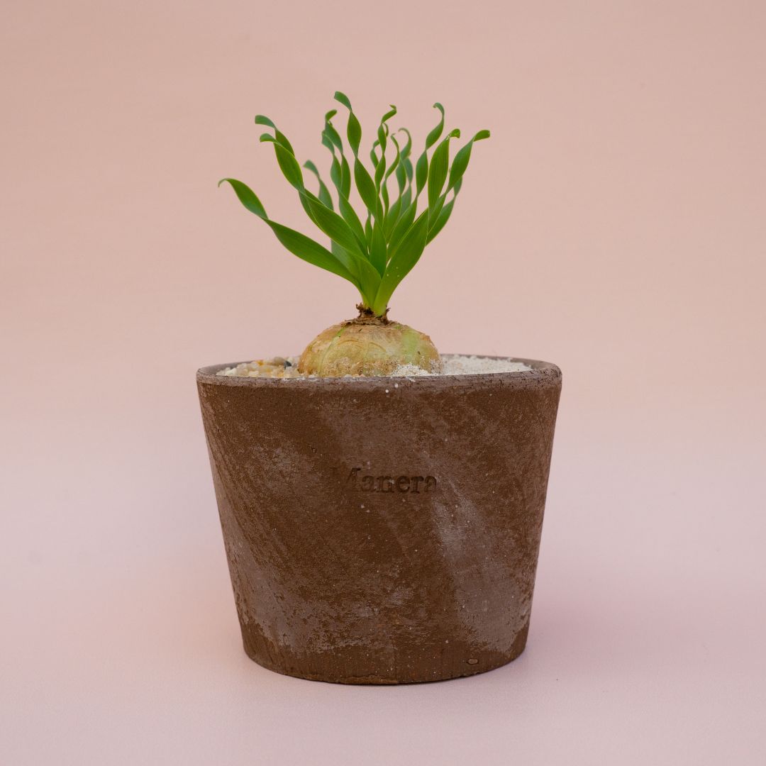 Albuca concordiana vaso in terracotta Choco small Ø 12