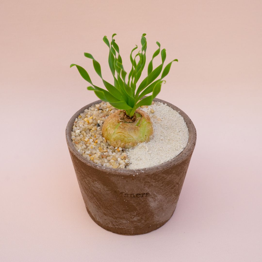 Albuca concordiana vaso in terracotta Choco small Ø 12