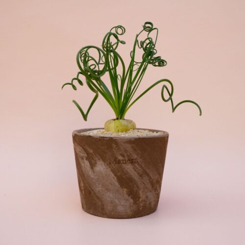 Albuca spiralis vaso in terracotta Choco small Ø 12