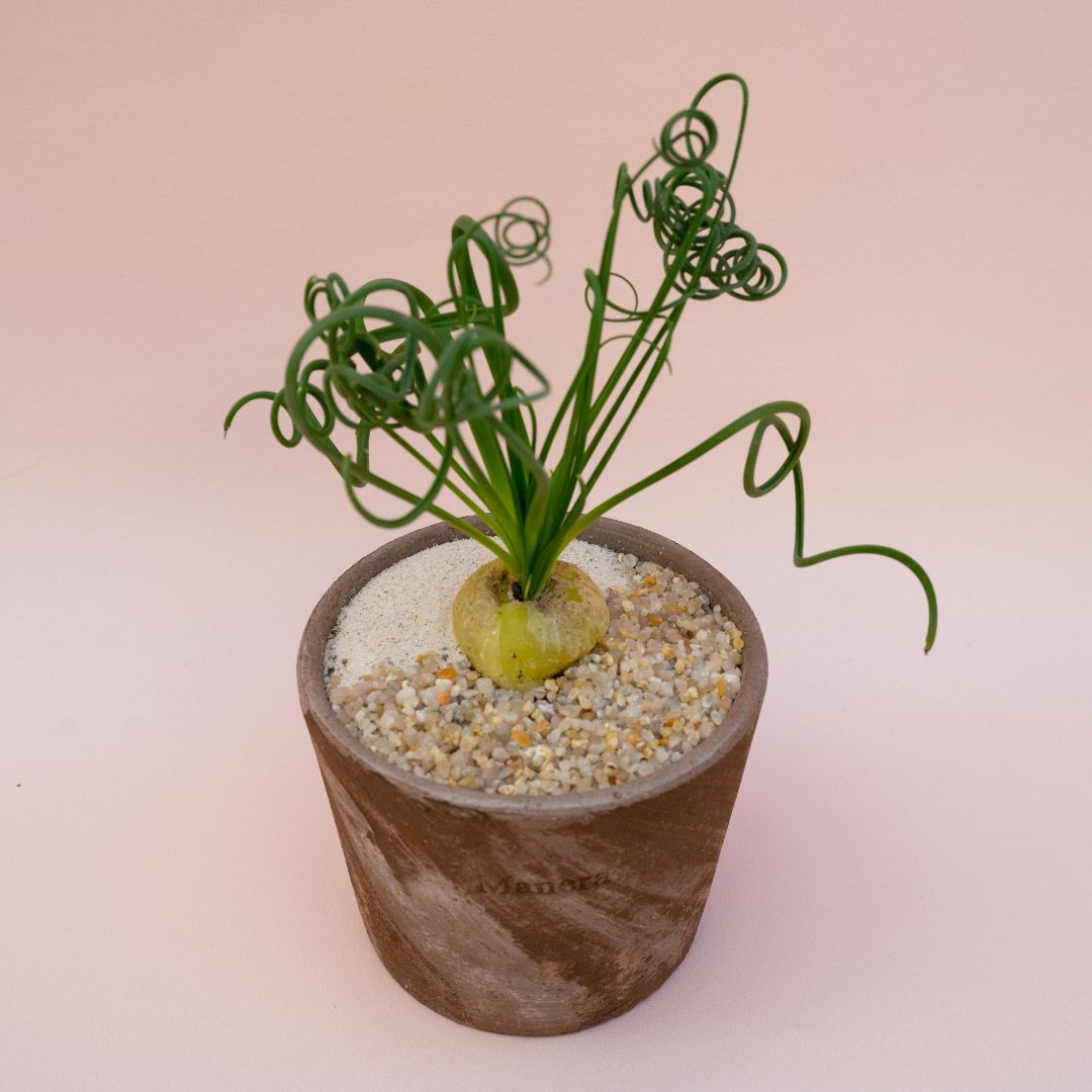 Albuca spiralis vaso in terracotta Choco small Ø 12