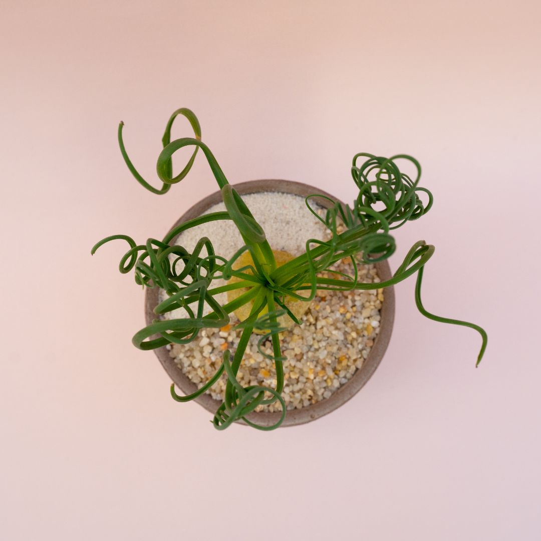Albuca spiralis vaso in terracotta Choco small Ø 12