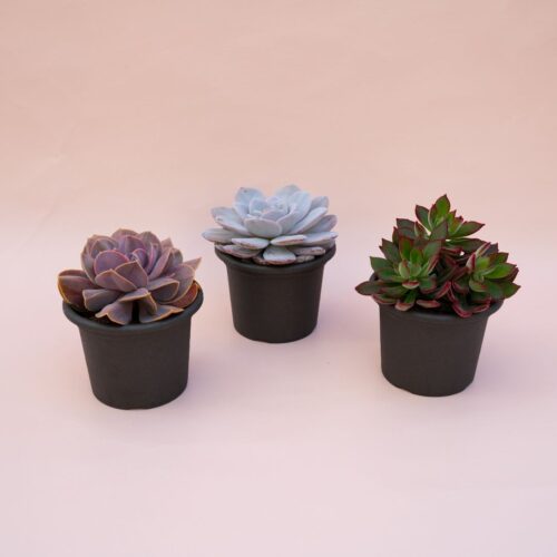 Set 3 Echeveria speciali Ø 13 cm