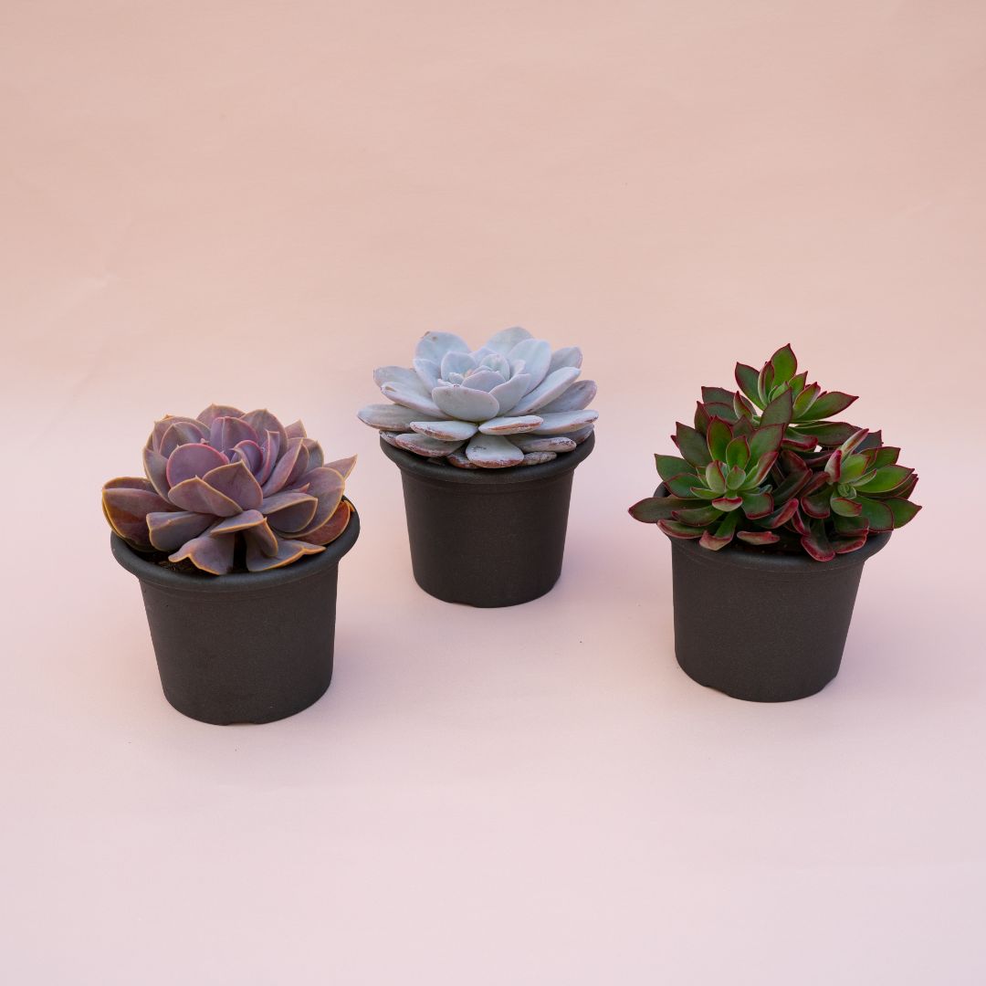 Set 3 Echeveria speciali Ø 13 cm