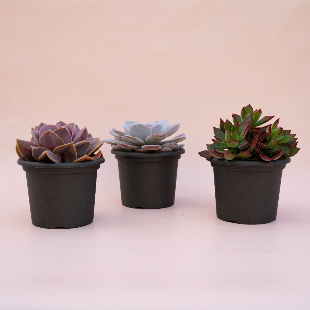 Collezione Echeveria 3 piante speciali