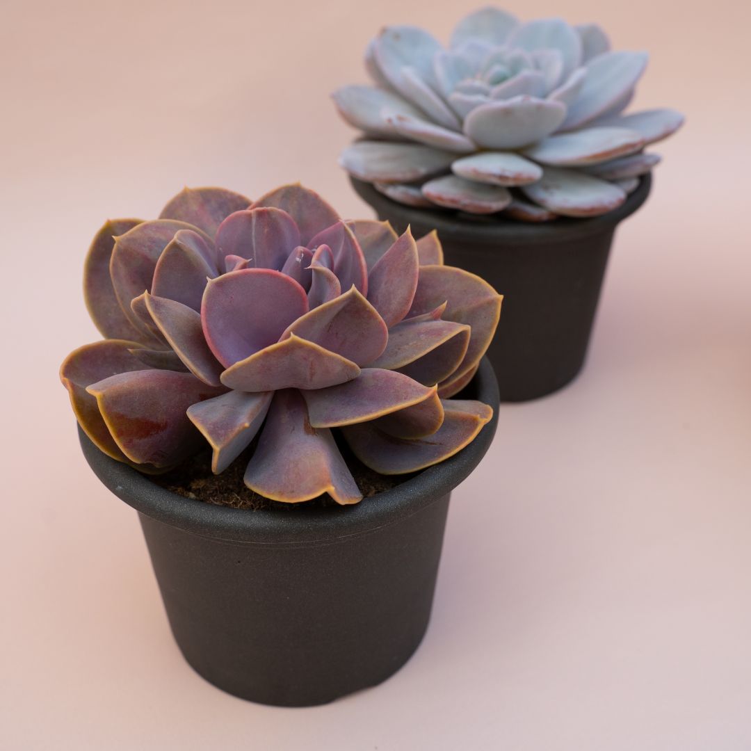 Collezione Echeveria 3 piante speciali