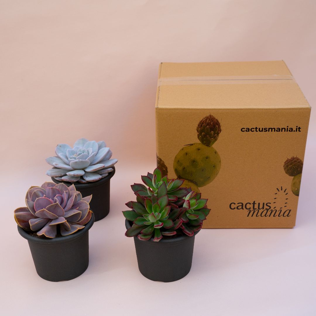 Collezione Echeveria 3 piante speciali
