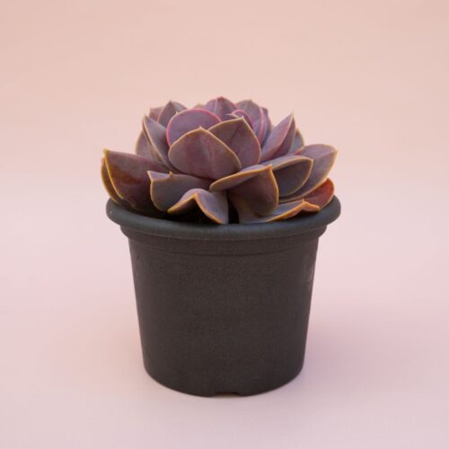 Echeveria Serena vaso Ø 13 | CactusMania