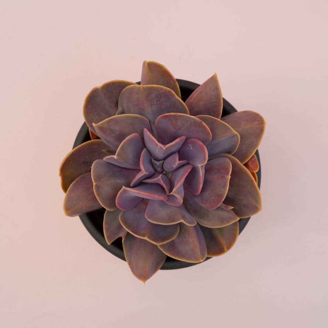 Echeveria Serena vaso Ø 13 | CactusMania