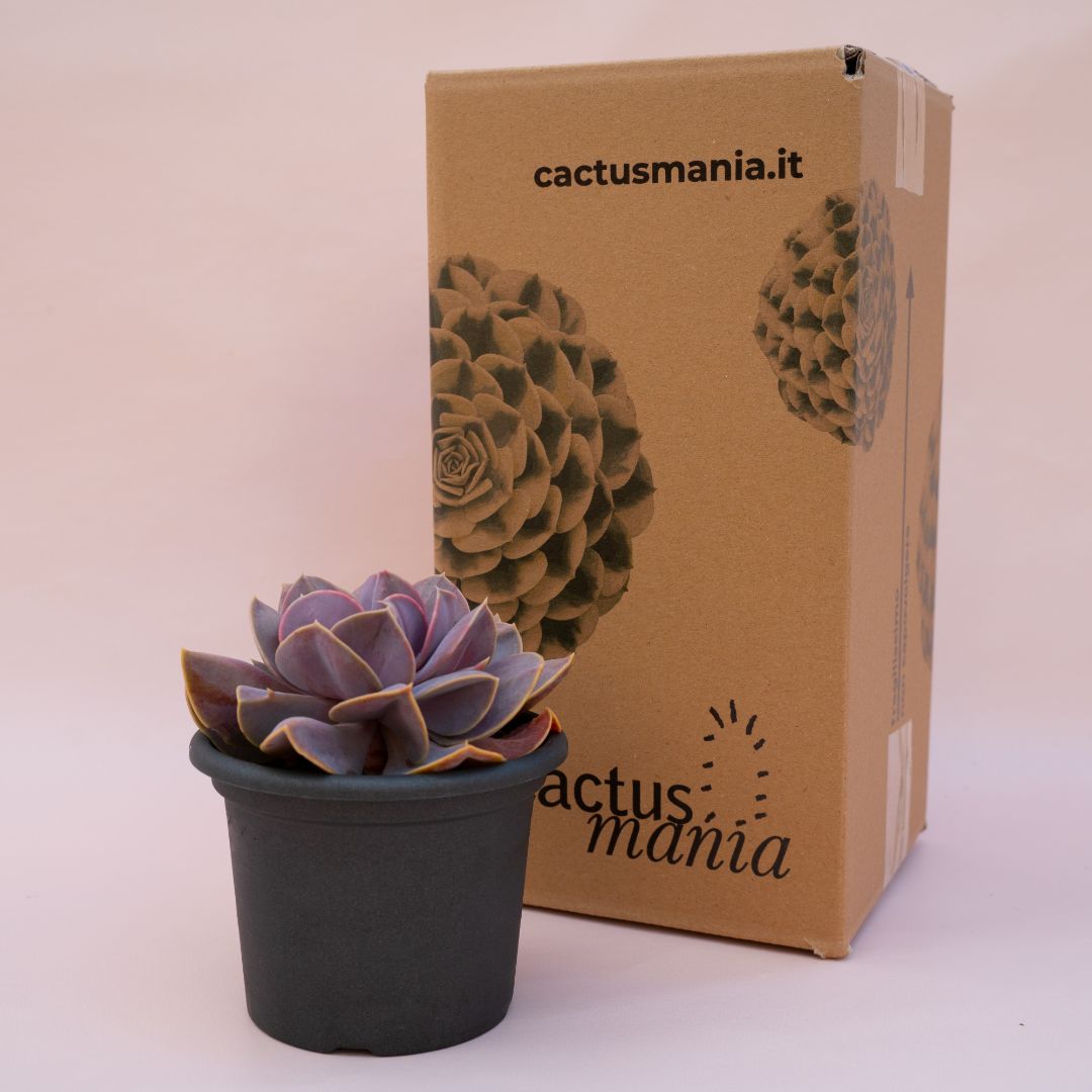 Echeveria Serena vaso Ø 13 | CactusMania