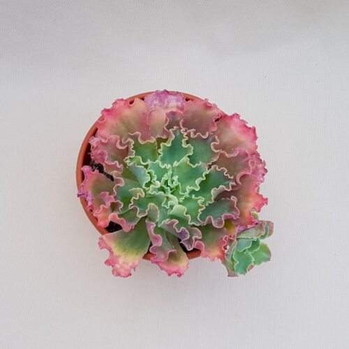 Echeveria Dorothy vaso Ø 18 | Boutique CactusMania