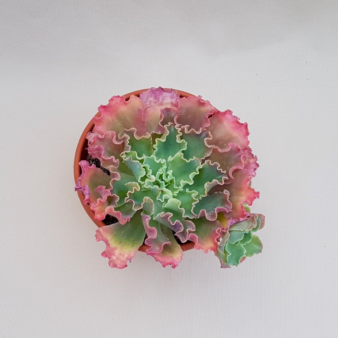 Echeveria Dorothy vaso Ø 18 | Boutique CactusMania