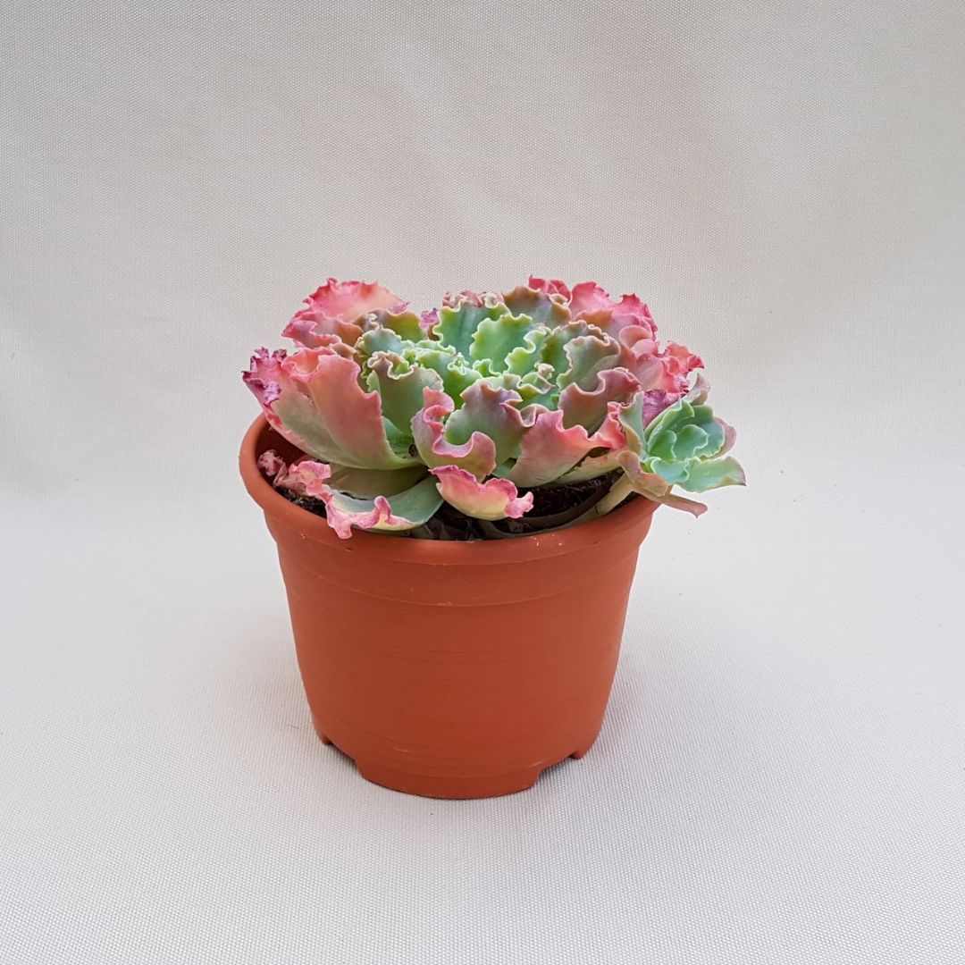 Echeveria Dorothy vaso Ø 18 | Boutique CactusMania