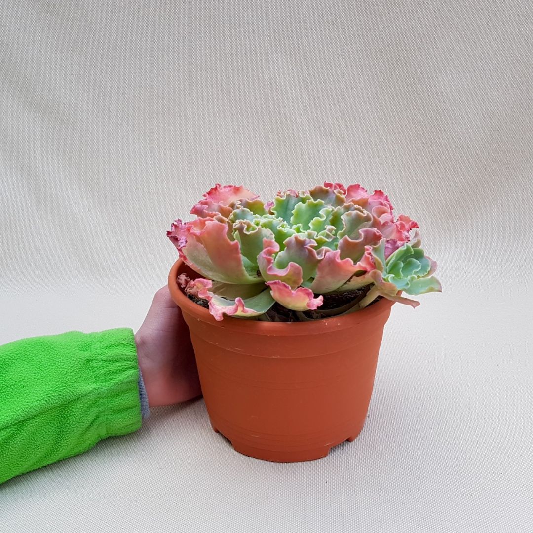 Echeveria Dorothy vaso Ø 18 | Boutique CactusMania