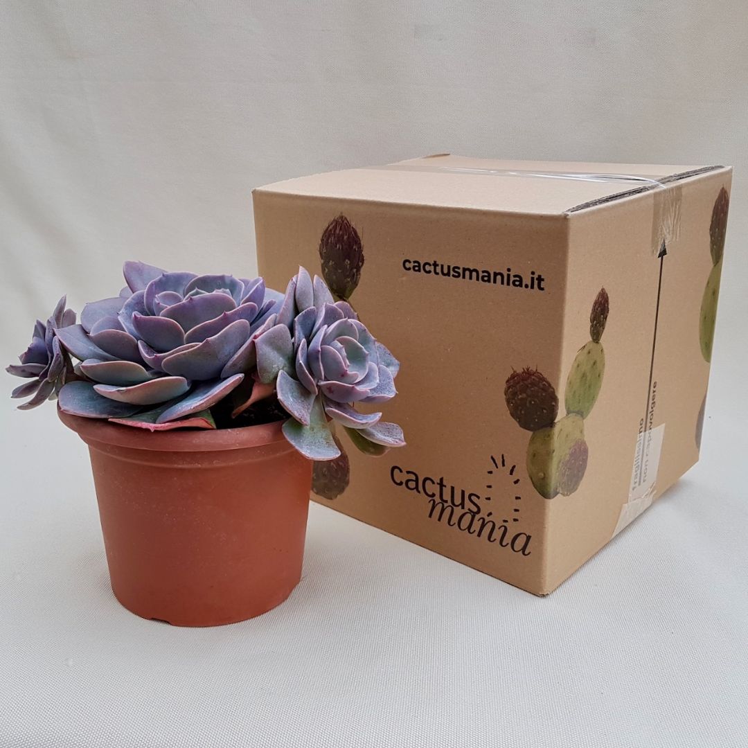 Echeveria Dusty Rose vaso Ø 18 | CactusMania