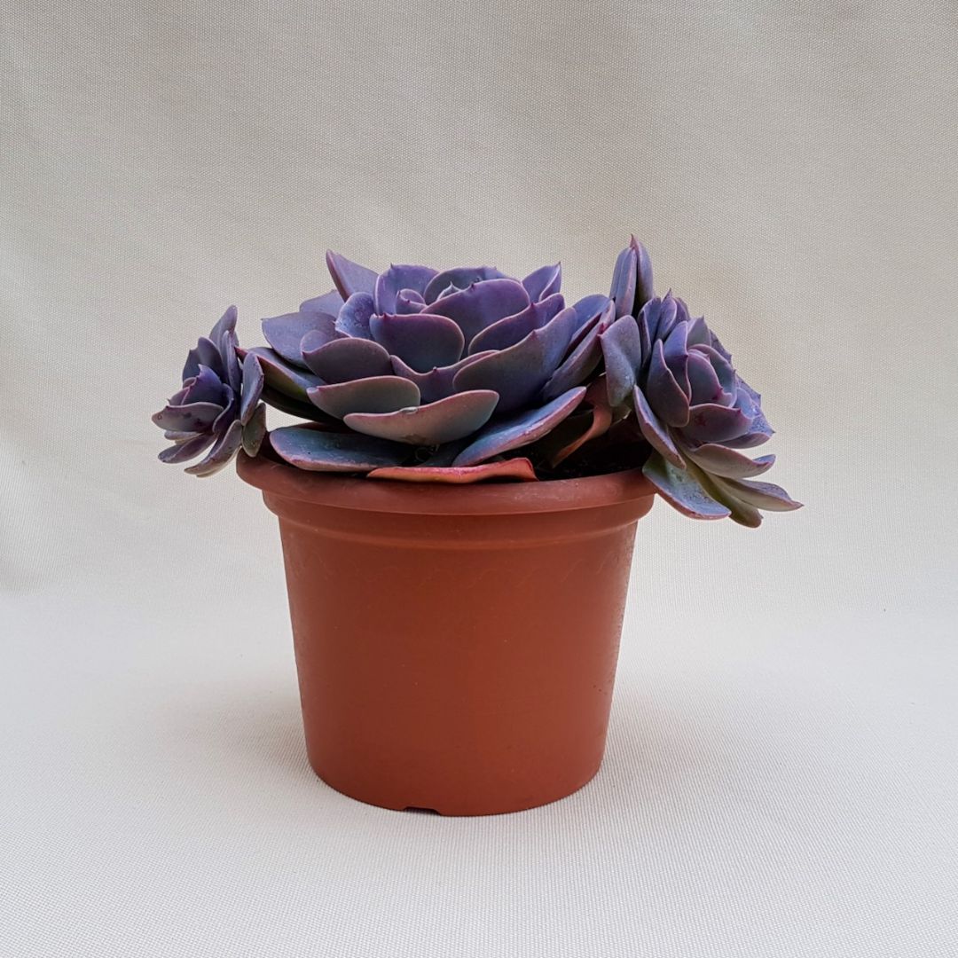 Echeveria Dusty Rose vaso Ø 18 | CactusMania