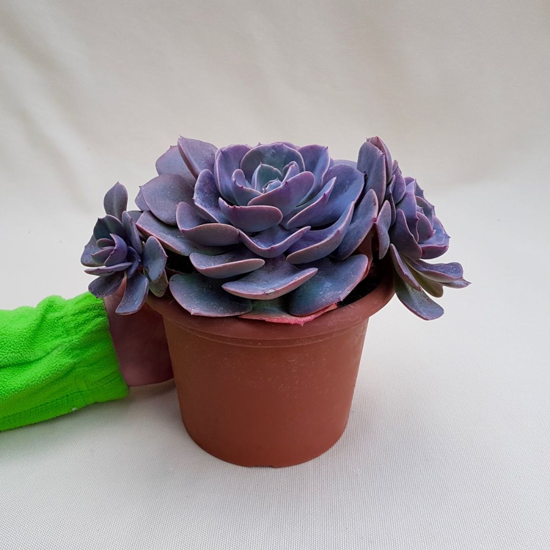 Echeveria Dusty Rose vaso Ø 18 | CactusMania