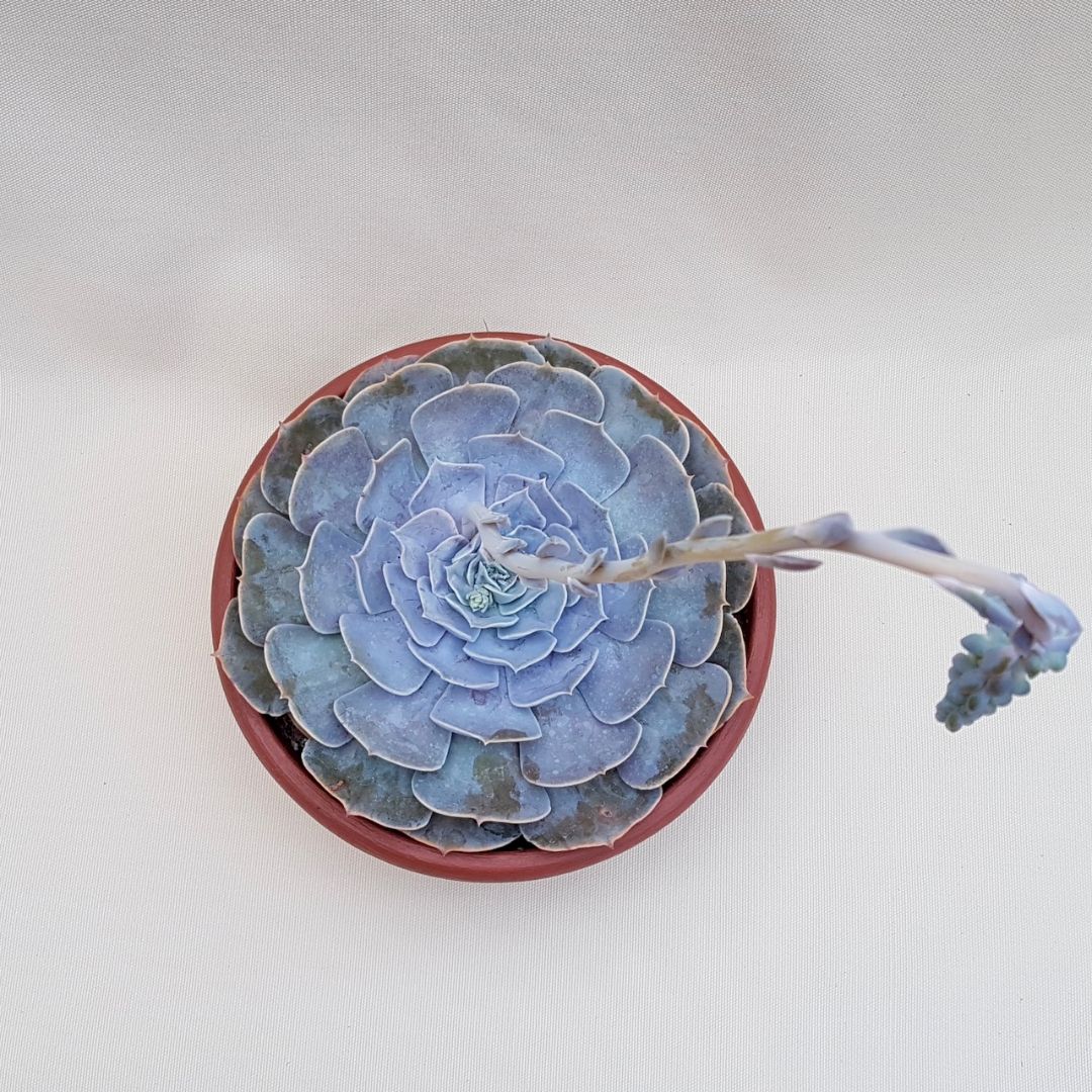 Echeveria lilacina