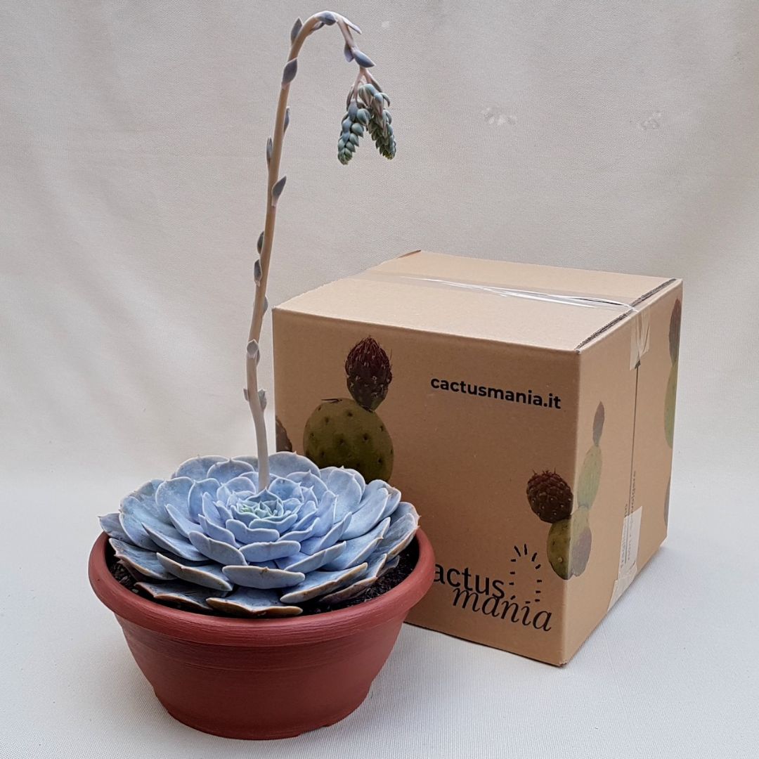 Echeveria lilacina