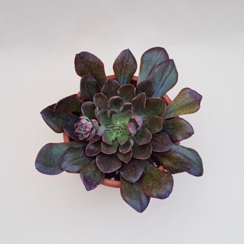 Echeveria Painted Frills vaso Ø 18 | Cactus Mania